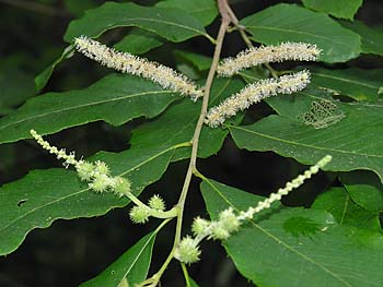 Chinkapin (Castanea pumila)