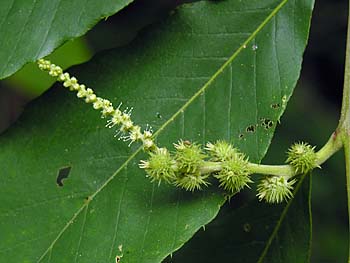 Chinkapin (Castanea pumila)