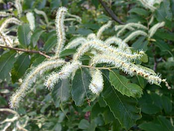 Chinkapin (Castanea pumila)