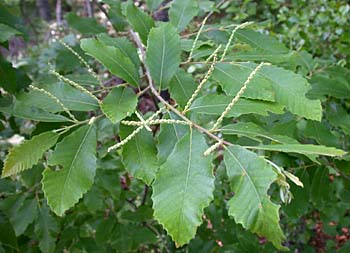 Chinkapin (Castanea pumila)