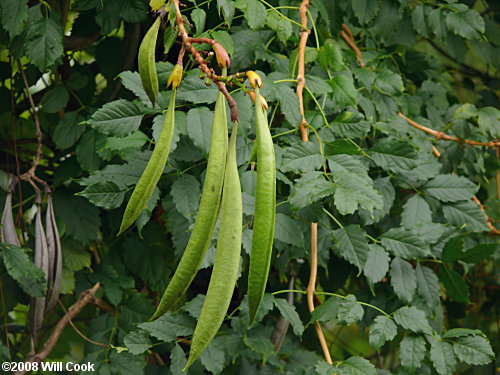 Trumpet Creeper (Campsis radicans) fruit