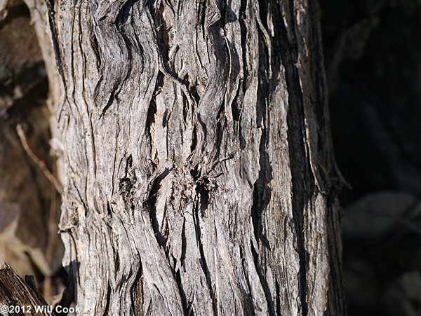 Trumpet Creeper (Campsis radicans) bark