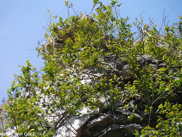 Trumpet Creeper (Campsis radicans) bark