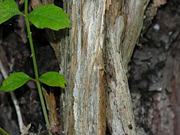 Trumpet Creeper (Campsis radicans) bark