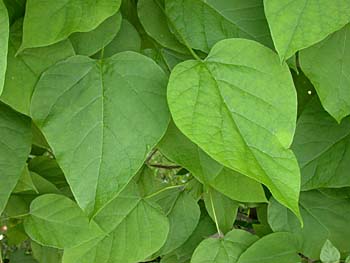 Northern Catalpa, Catawba Tree (Catalpa speciosa) leaves