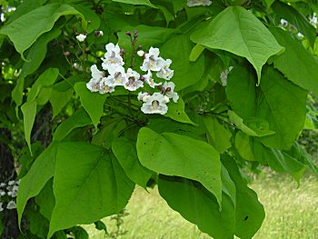 Northern Catalpa, Catawba Tree (Catalpa speciosa)