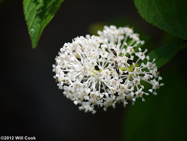 New Jersey Tea (Ceanothus americanus)