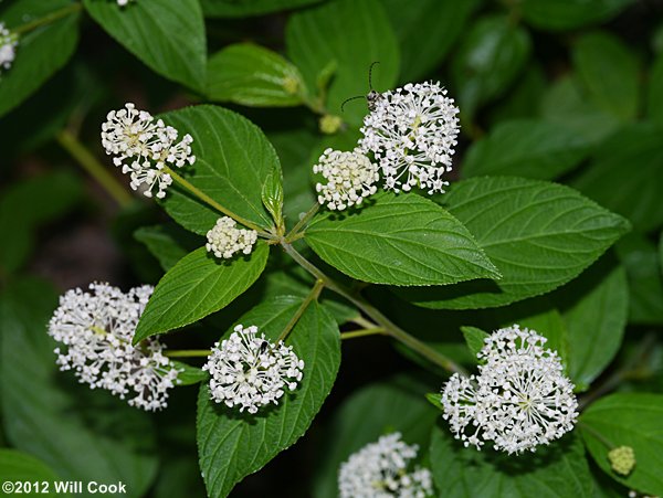 New Jersey Tea (Ceanothus americanus)