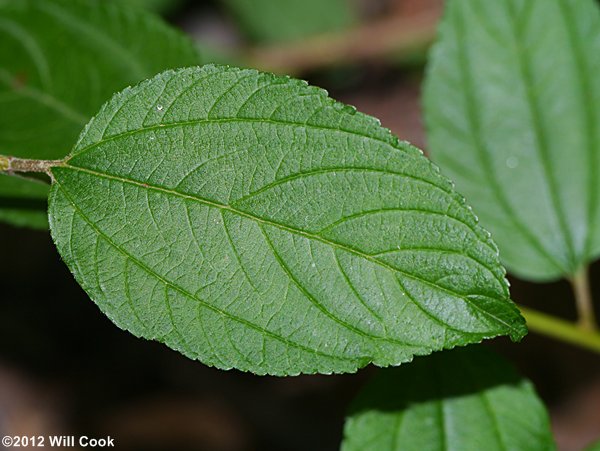 New Jersey Tea (Ceanothus americanus)