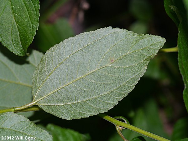 New Jersey Tea (Ceanothus americanus)