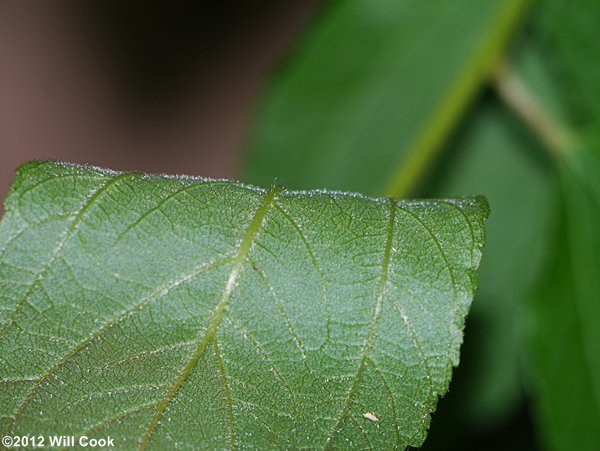 New Jersey Tea (Ceanothus americanus)