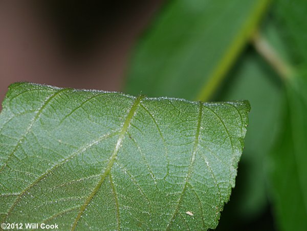 New Jersey Tea (Ceanothus americanus)