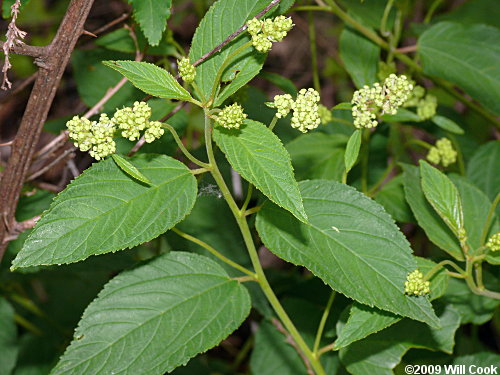 New Jersey Tea (Ceanothus americanus)