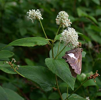 New Jersey Tea (Ceanothus americanus)