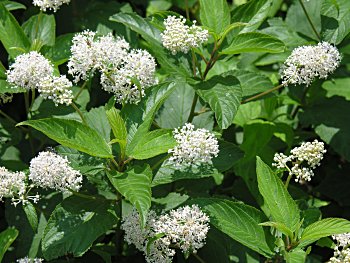 New Jersey Tea (Ceanothus americanus)