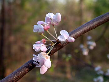 Eastern Redbud (Cercis canadensis)