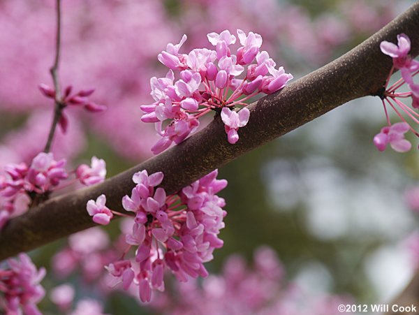 Eastern Redbud (Cercis canadensis)