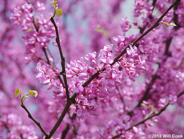 Eastern Redbud (Cercis canadensis)