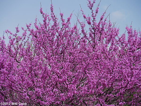 Eastern Redbud (Cercis canadensis)