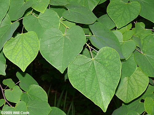 Eastern Redbud (Cercis canadensis)