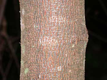 Eastern Redbud (Cercis canadensis)