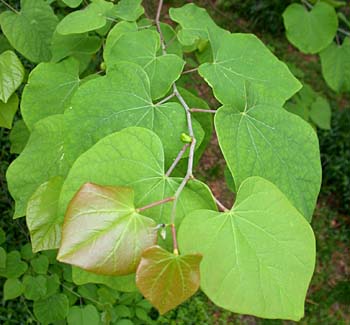 Eastern Redbud (Cercis canadensis)