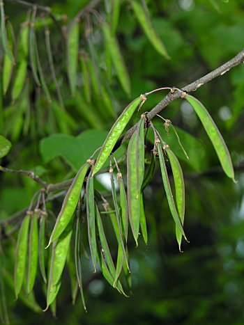 Eastern Redbud (Cercis canadensis)