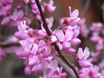 Eastern Redbud (Cercis canadensis)