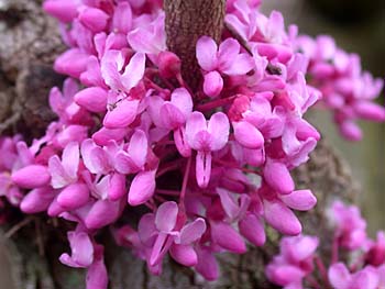 Eastern Redbud (Cercis canadensis)