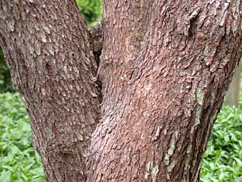 Eastern Redbud (Cercis canadensis)