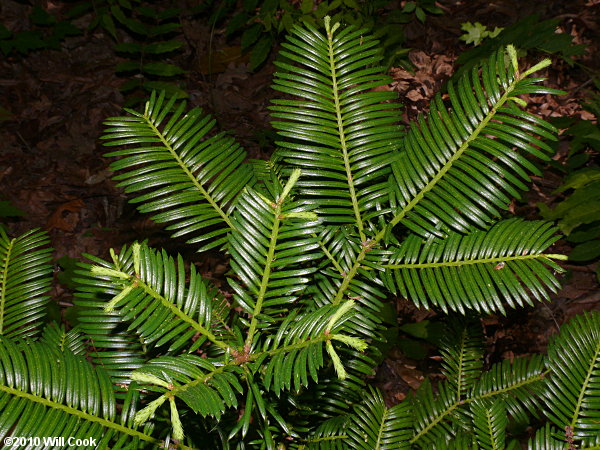 Japanese Plum-yew (Cephalotaxus harringtonia)