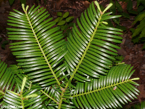 Japanese Plum-yew (Cephalotaxus harringtonia)