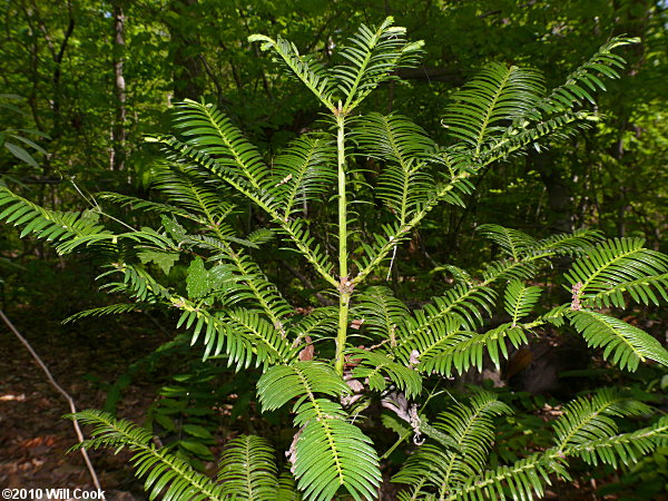 Japanese Plum-yew (Cephalotaxus harringtonia)