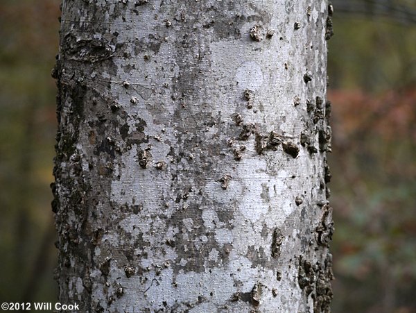 Sugarberry (Celtis laevigata)