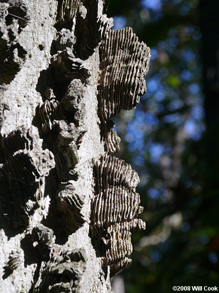 Sugarberry (Celtis laevigata) bark