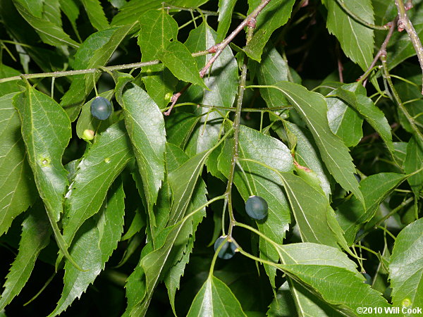 Sugarberry (Celtis laevigata) fruits