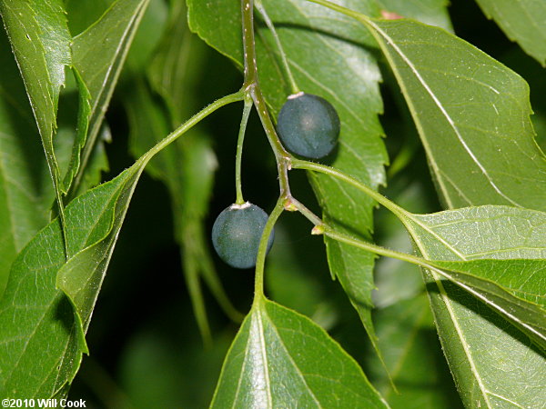 Sugarberry (Celtis laevigata) fruits