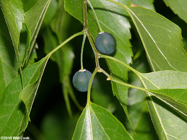 Sugarberry (Celtis laevigata) fruits