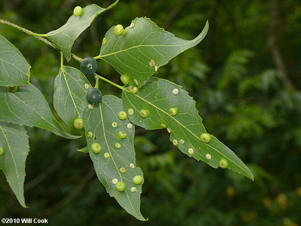 Sugarberry (Celtis laevigata)