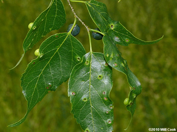 Sugarberry (Celtis laevigata)