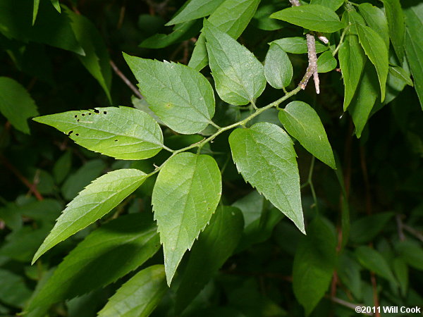 Sugarberry (Celtis laevigata)