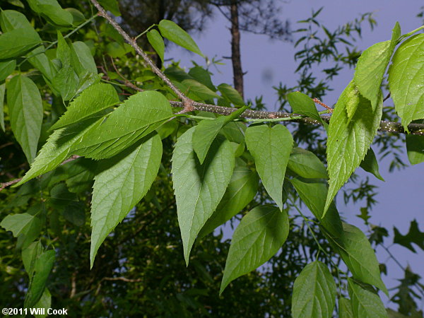 Sugarberry (Celtis laevigata)