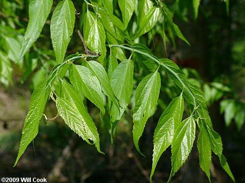 Sugarberry (Celtis laevigata)