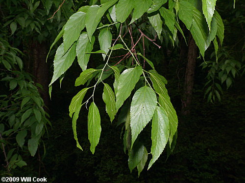 Sugarberry (Celtis laevigata)