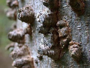 Sugarberry (Celtis laevigata) bark