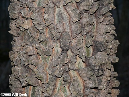 Sugarberry (Celtis laevigata) bark