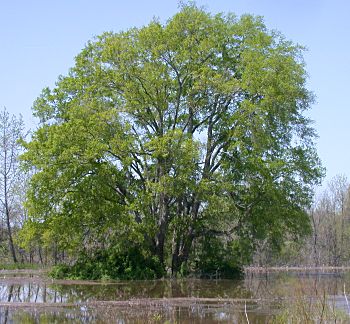 Sugarberry (Celtis laevigata)