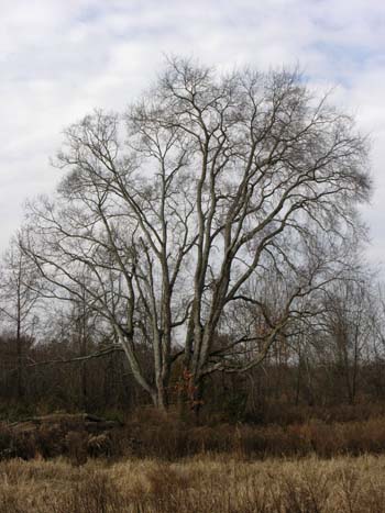 Sugarberry (Celtis laevigata)