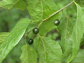 Sugarberry (Celtis laevigata)