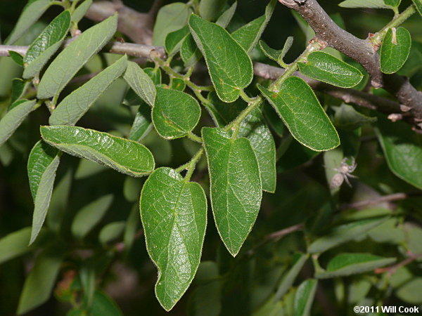 Texas Sugarberry (Celtis laevigata var. texana)